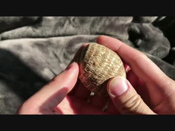 里芋を撫でてみた