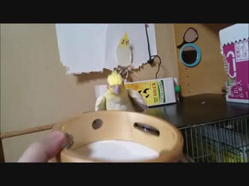 タンバリン裏返してみた