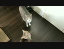 【モアクリ】 いろいろモアクリ