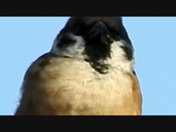 スズメのほっぺかわいいｗ