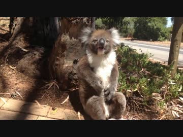 お気に入りの木から引きずり落とされて発狂するRRM姉貴