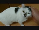 三重苦を乗り越え太ましく成長した牛柄猫をモフモフ(沙*･ω･)