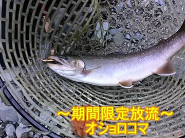 そうだ！釣りに行こう！～エリアトラウト～