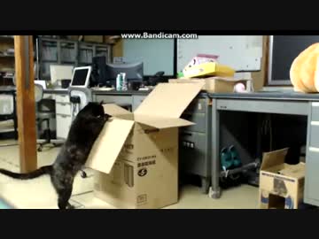 奇跡のバランス~(=^･ω･^)ﾉ