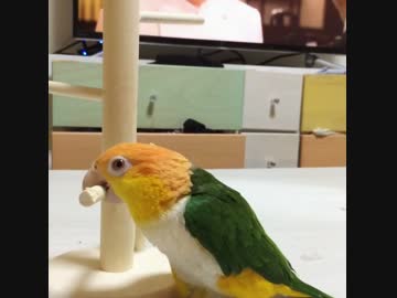 まわるシロハラインコ
