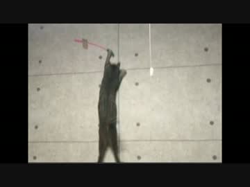 【汚名返上！】でぶねこティガーついにジャンプ！なお着地は・・・