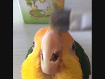 カッカッカッカッ