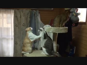 先　輩　揺　ら　し　兄　弟　猫