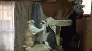 先　輩　揺　ら　し　兄　弟　猫