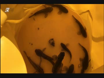 釣り動画ロマンを求めて　22釣目（汽車道+赤レンガ倉庫）