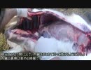 【狩猟】シカ＆アナグマモツ抜きフィーバー　新米猟師ﾊﾝﾀｰﾗｲﾌ12