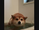 ペロｸﾙｸﾙｸﾙｸﾙﾋﾟﾁｬカンッピチャピチャバチャバチャﾊｧﾊｧ