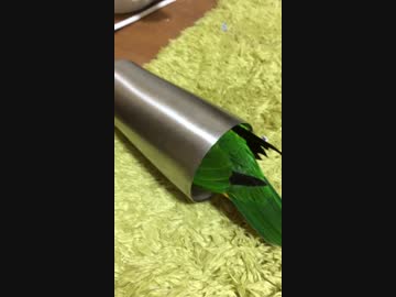 はいるシロハラインコ