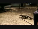 カラスさんに闊歩されるコモドドラゴン