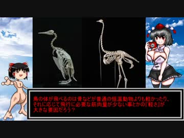 ゆっくりモン娘雑談解説！　5～酉年だからね！ハーピィ娘～