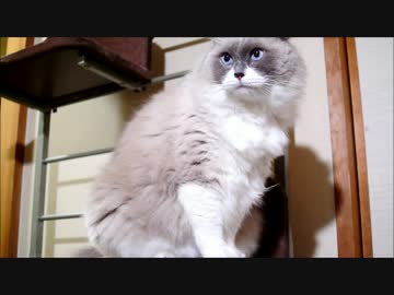 あそんでくれにゃ！