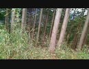 大洞山から津久井湖の廃道への下山を試みたが、踏み跡が無くなり…