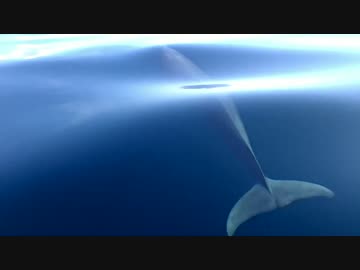 【疑似m@s】Underwater WORLD