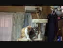 猫たちの大喧嘩！そして衝撃のラスト！？