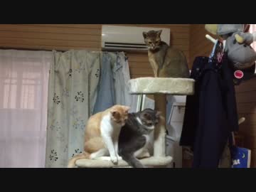 猫たちの大喧嘩！そして衝撃のラスト！？
