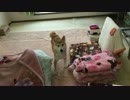 お風呂あがりにテンションMAXの犬と遊ぶ