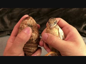 もっと大きな里芋とヒメウズラを比べてみた