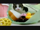 柴犬ひかいちのお昼寝中に猫ミルキーと遊ぶ