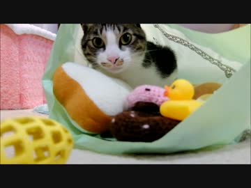 柴犬ひかいちのお昼寝中に猫ミルキーと遊ぶ