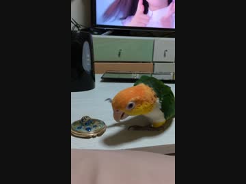 さわるシロハラインコ