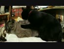 【307】ジャン❤︎ポン　猫のマッサージサロン「ポン」