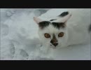 初めて雪を体験した猫（蓮）