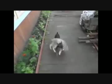 猫をおんぶして帰る犬