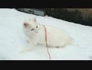 【銀ちゃん】初めて雪を見た猫の反応