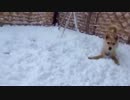 初めての豪雪にテンションが上がりすぎる犬