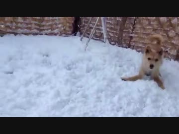 初めての豪雪にテンションが上がりすぎる犬