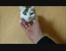 一日の始まりモフリケーション