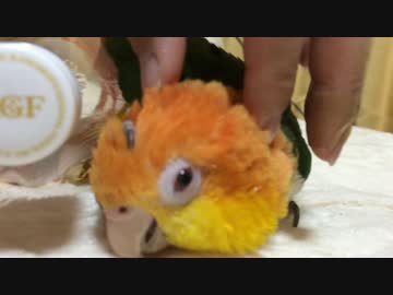ねむいシロハラインコ