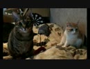 さよなら名古屋！！捨て猫ティガロビ我が家との別れを惜しむ