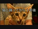 捨て猫ティガーと踊ろう！　あれから１年でここまで大きくなりました！
