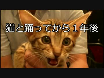 捨て猫ティガーと踊ろう！　あれから１年でここまで大きくなりました！