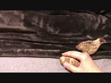 【ヒメウズラ】３号ちゃんにウンチされた