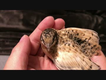 【１１秒動画】ヒメウズラの羽の内側は熱い