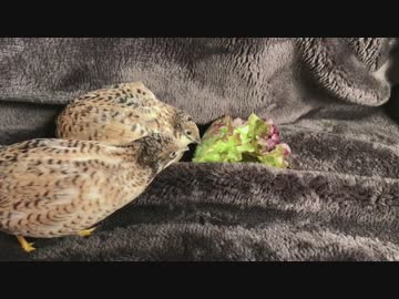 【ヒメウズラ】レタスを食べまくる２号ちゃんとあまり食べられない３号