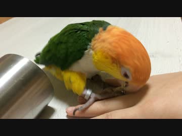 はいるシロハラインコ２