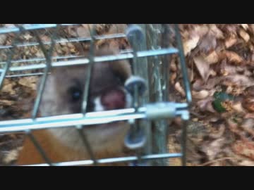 イタチ♀　謎の鳥捕獲　鹿精肉とワンタ様ご実食　新米猟師ﾊﾝﾀｰ13