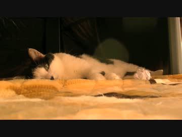 くるねこ大和　20170120