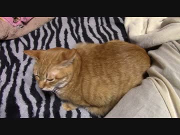 拾いねこ＠生後1658/1625日目　ねぼけ顔が不細工（失礼）なアコさん