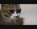 ツンデレ猫様に遊んでいただいた。