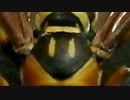 サムネで何かわかるかね？