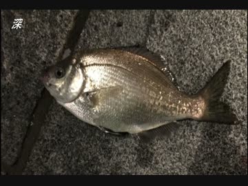 釣り動画ロマンを求めて　23釣目（赤レンガ倉庫：夜釣り）